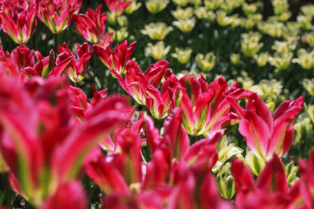 pink and yellow tulips close upの写真素材