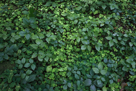 trefoil, shamrock and other plants closeup