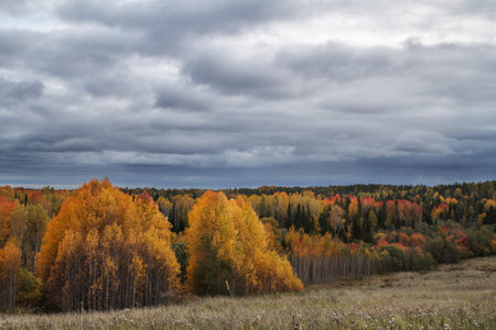 edge of the autumn forest near the fieldの写真素材