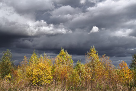 autumnal bushes on background of cloudy skyの写真素材