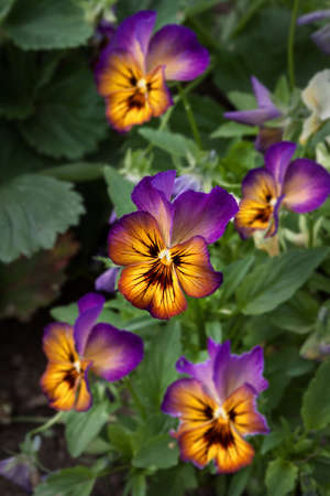 lot of colorful violets flowersの写真素材