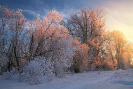 trace of the snowmobile in the freezing woods at sunsetの写真素材