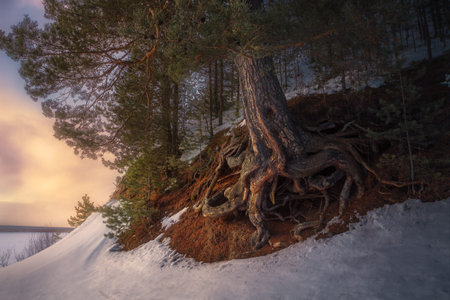 pine tree with curly roots on the river in winter at sunsetの写真素材