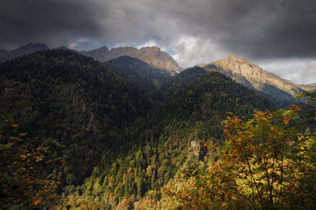mountain range covered with forest in autumn day