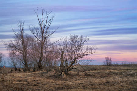 trees without leaves in the field in late autumn at sunsetの写真素材