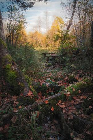 tree roots strewn with fallen leaves in autumn forestの写真素材