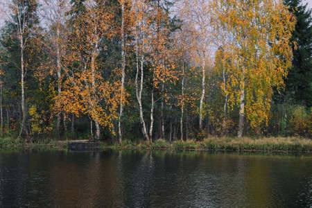 birches in the autumn forest near the lakeの写真素材