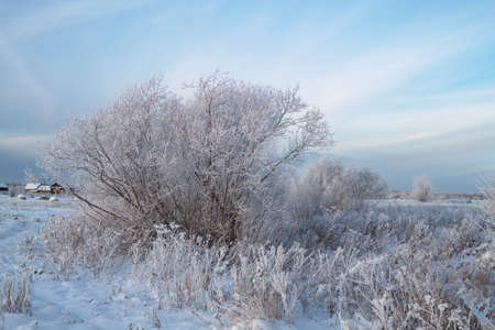 Trees covered with rime in a frosty winter dayの写真素材