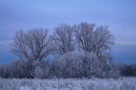 twilight in the poplar grove covered with frostの写真素材