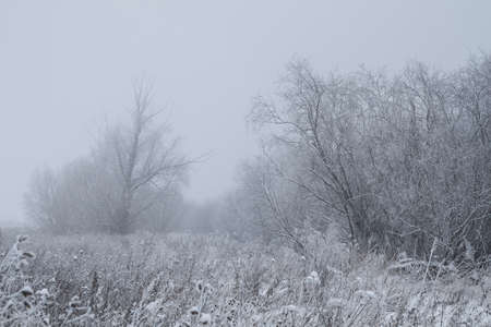 misty frosty winter morning willow groveの写真素材