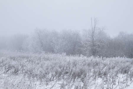 misty frosty winter morning willow groveの写真素材