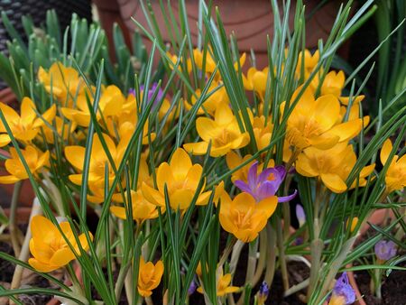 Yellow Crocus flowers, on a natural background, with green leaves and stems.の写真素材