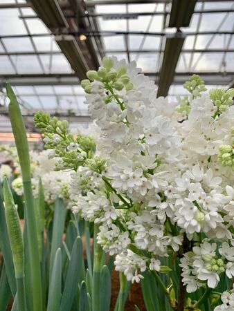 White lilac with leaves in the greenhouseの写真素材
