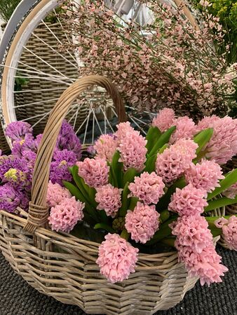 Pink hyacinths in a basket on the background of a Bicycle wheelの写真素材