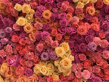 Lots of natural bright pink flowers .の写真素材