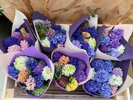 bouquets with multi-colored hyacinth flowers in purple paper.の写真素材