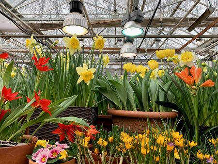 Spring flowers in brown pots in a greenhouse with bright lamps.の写真素材