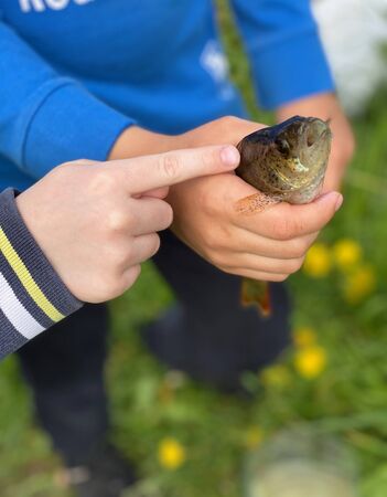 Children hold a fish Ruff in their handsの写真素材
