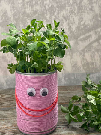 Childrens creativity, a pink pot with eyes and a smile, with pea sprouts.の写真素材