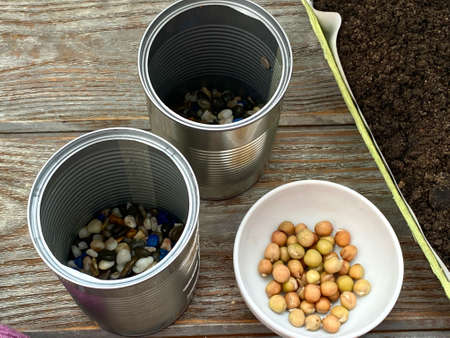 Step by step, how to plant pea seeds in a jar.の写真素材