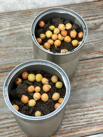 The garden is in processing, the tin of canned food is filled with earth and pea seeds, ready for planting.の写真素材