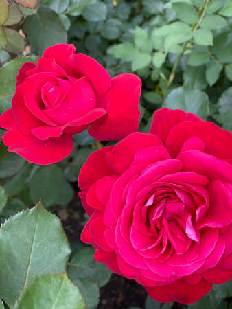 Two bright red roses with green foliage, on a natural background.の写真素材