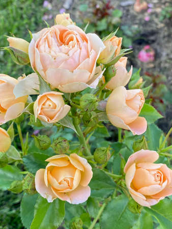 Bush with light roses, apricot color, with small buds and green foliage.の写真素材