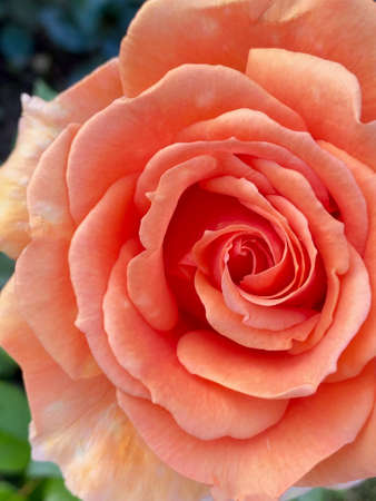 bright pink rose close-up, on a natural background vertical photo.の写真素材