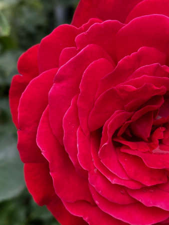 Half rose flower, bright maroon color, close-up petalsの写真素材