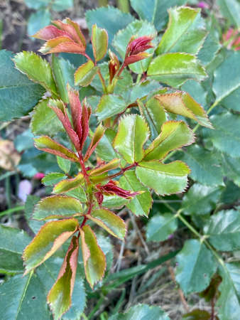 Green leaves from a rose flower, natural backgroundの写真素材