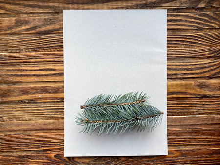 Two branches of a blue spruce on a white sheet of paper, childrens creativity.