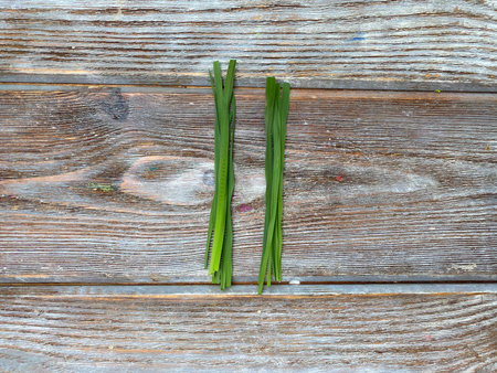 Mathematical figures made of natural material, grass and flowers.