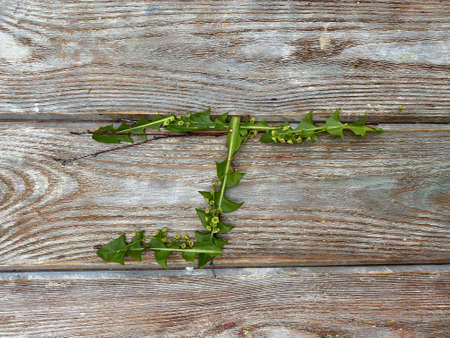 Mathematical figures made of natural material, grass and flowers.の写真素材
