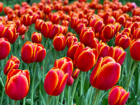 Many red tulips with green leaves grow in the flower bed.の写真素材