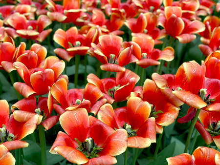 Red tulips open completely with green leaves, grow in the gardenの写真素材