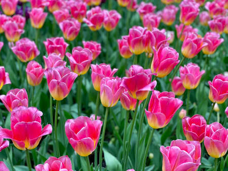 Many pink tulips grow in the flower bed.の写真素材
