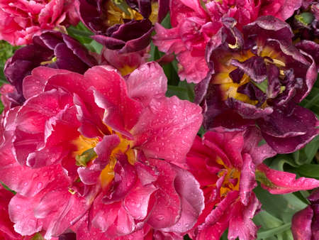 red tulips bloomed with raindropsの写真素材