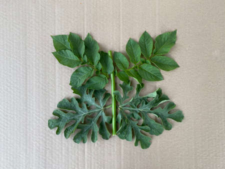 butterfly made of natural material, training for children.の写真素材