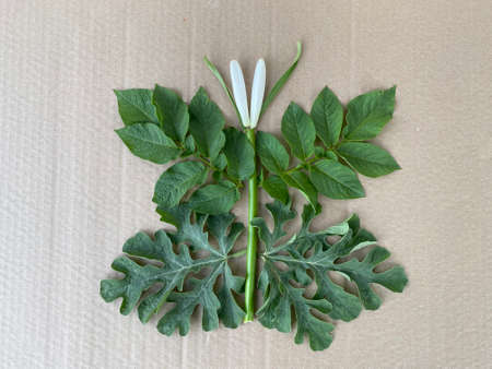 butterfly made of natural material, training for children.の写真素材