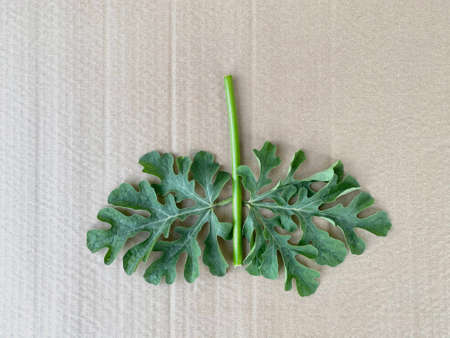 butterfly made of natural material, training for children.の写真素材