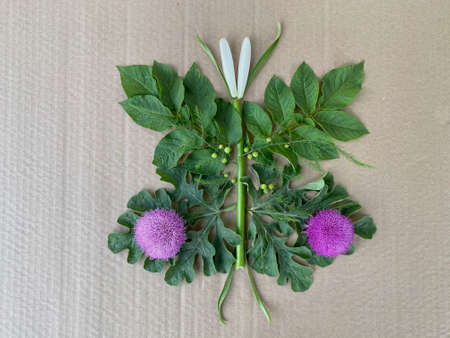 butterfly made of natural material, training for children.の写真素材