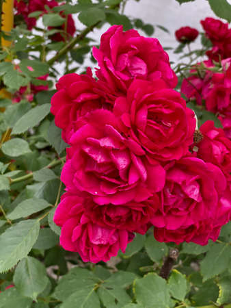 Beautiful red roses on a branch with green foliage.の写真素材