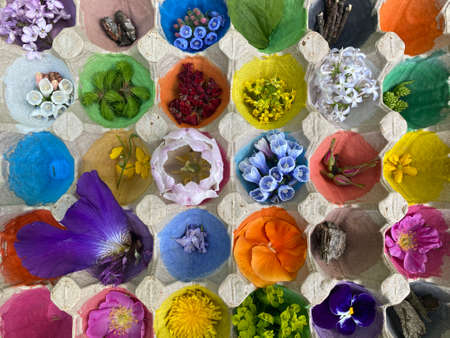 beautiful flowers and herbs, plants in an egg box, are painted in bright colors.の写真素材