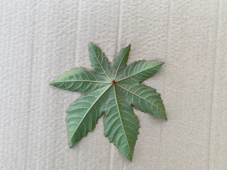 Leaf of the castor plant, on a gray background, cardboard