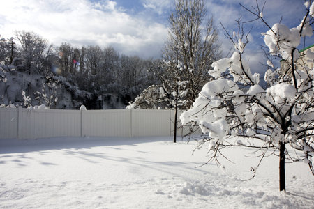 A tree in a winter snow with blue skyの写真素材