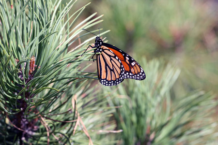 Monarch butterfly on a pine tree の写真素材