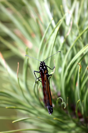 Monarch butterfly on a pine tree  with closed wingsの写真素材
