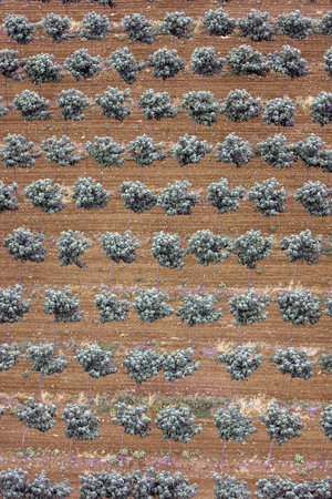 Aerial landscape with rural fields at hot summerの写真素材