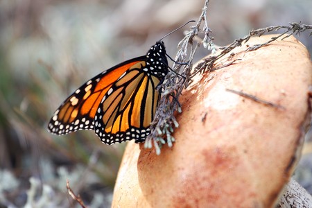 A mushroom with a butterfly sitting on itの写真素材