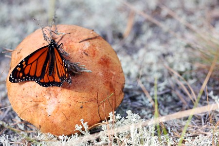 A mushroom with a butterfly sitting on itの写真素材